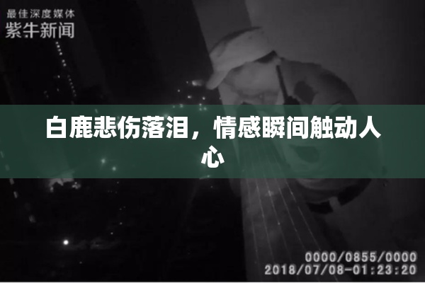 白鹿悲伤落泪，情感瞬间触动人心