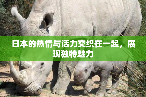 日本的热情与活力交织在一起，展现独特魅力