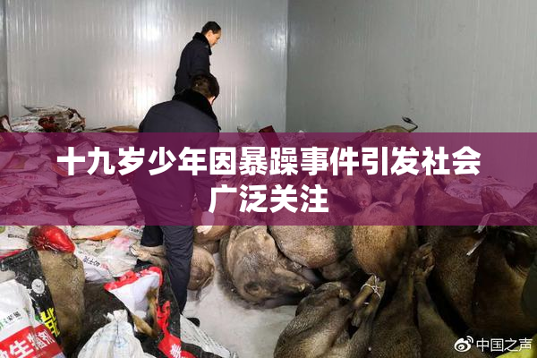 十九岁少年因暴躁事件引发社会广泛关注