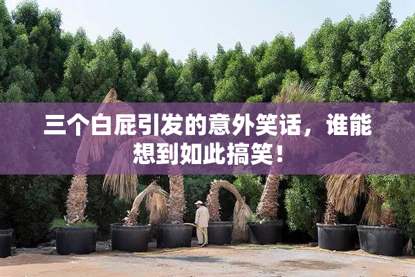 三个白屁引发的意外笑话，谁能想到如此搞笑！