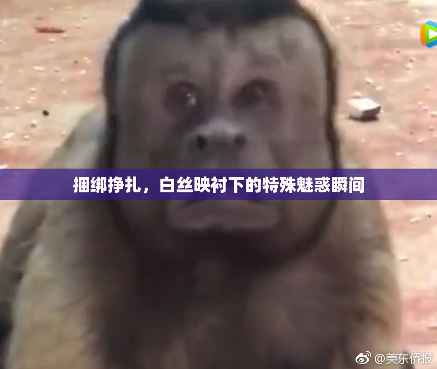 捆绑挣扎，白丝映衬下的特殊魅惑瞬间