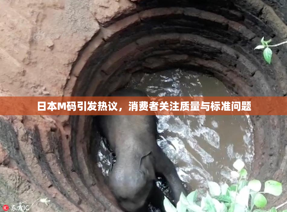 日本M码引发热议，消费者关注质量与标准问题
