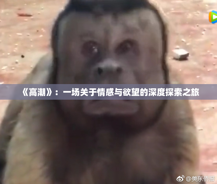 《高潮》：一场关于情感与欲望的深度探索之旅