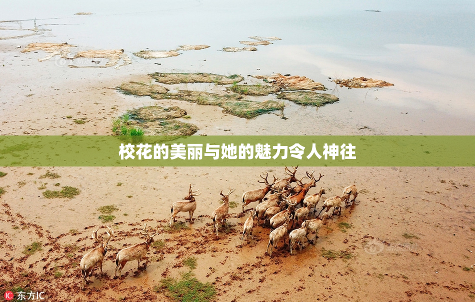 校花的美丽与她的魅力令人神往