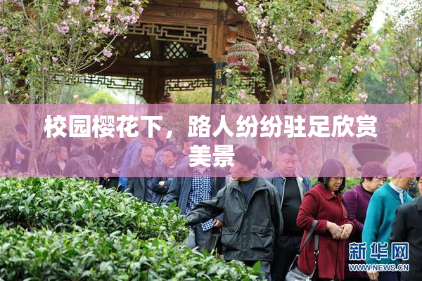 校园樱花下，路人纷纷驻足欣赏美景