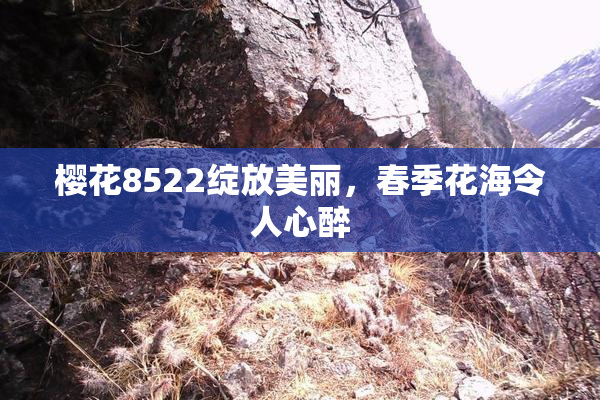 樱花8522绽放美丽，春季花海令人心醉