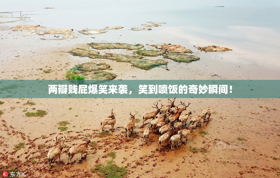 两瓣贱屁爆笑来袭，笑到喷饭的奇妙瞬间！