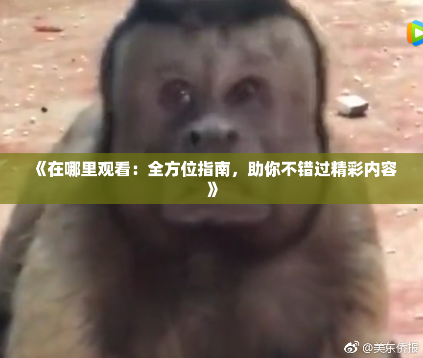 《在哪里观看：全方位指南，助你不错过精彩内容》