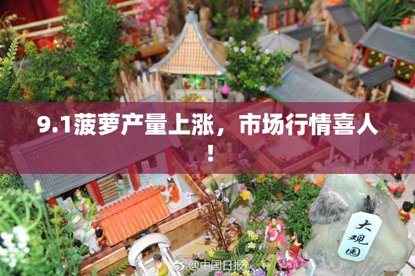 9.1菠萝产量上涨，市场行情喜人！