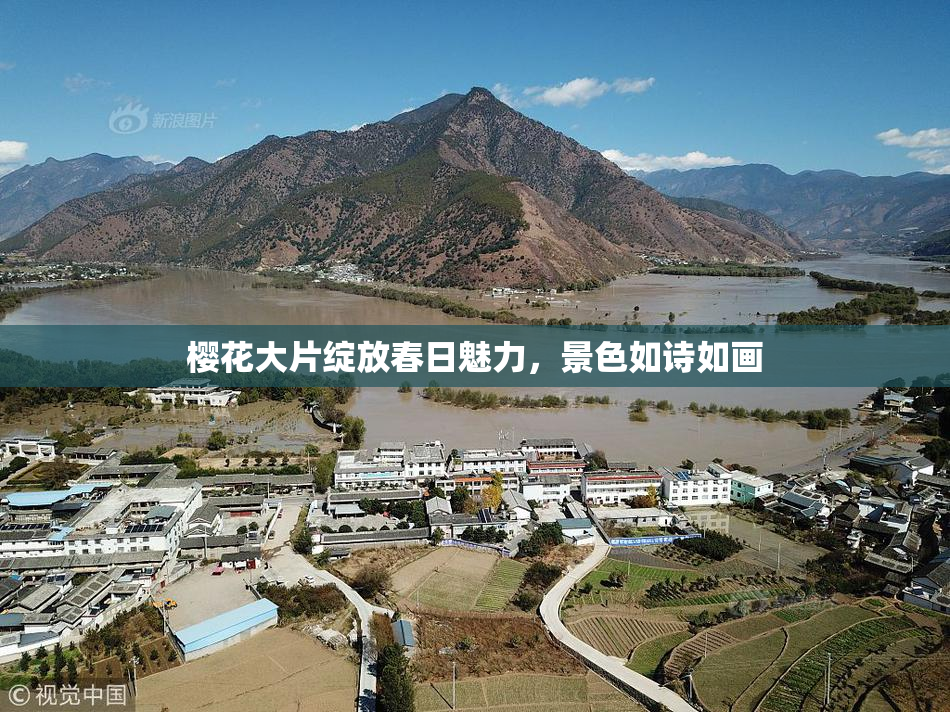 樱花大片绽放春日魅力，景色如诗如画