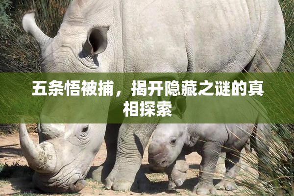 五条悟被捕，揭开隐藏之谜的真相探索