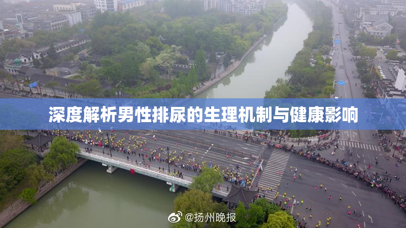 深度解析男性排尿的生理机制与健康影响