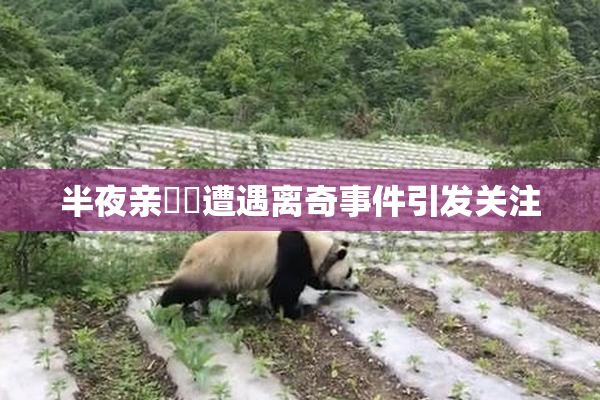 半夜亲妺妺遭遇离奇事件引发关注