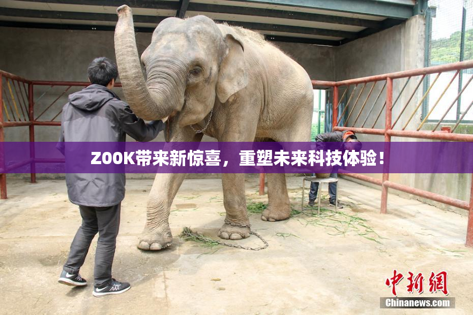Z00K带来新惊喜，重塑未来科技体验！