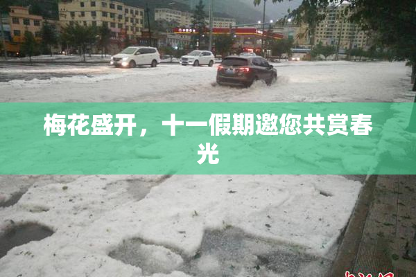 梅花盛开，十一假期邀您共赏春光