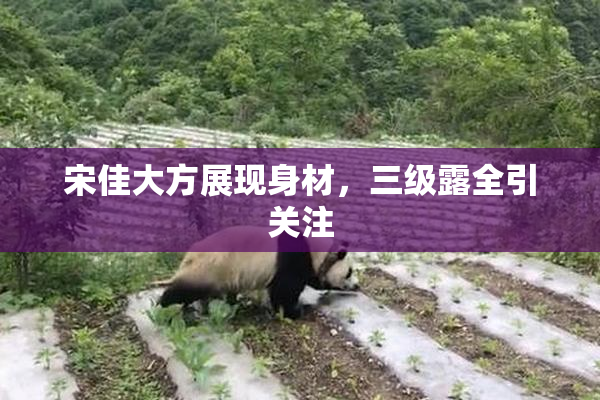 宋佳大方展现身材，三级露全引关注