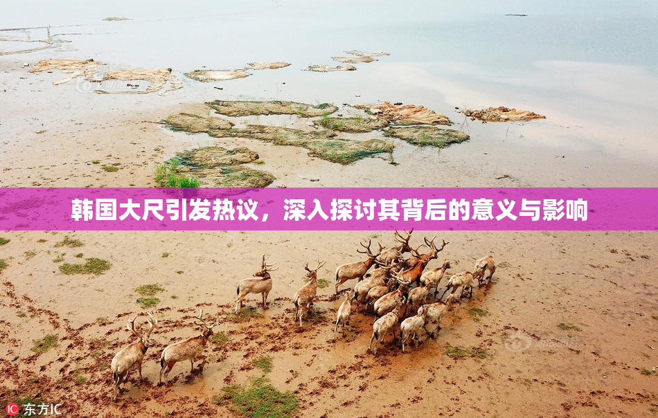 韩国大尺引发热议，深入探讨其背后的意义与影响