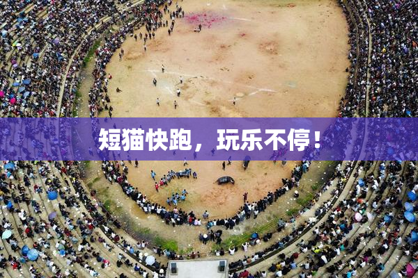 短猫快跑，玩乐不停！