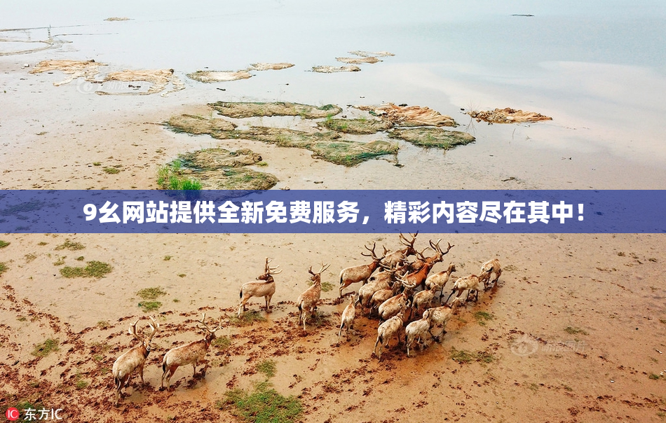 9幺网站提供全新免费服务，精彩内容尽在其中！