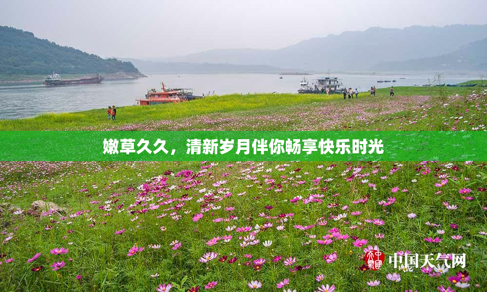 嫩草久久，清新岁月伴你畅享快乐时光