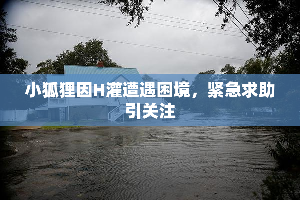 小狐狸因H灌遭遇困境，紧急求助引关注