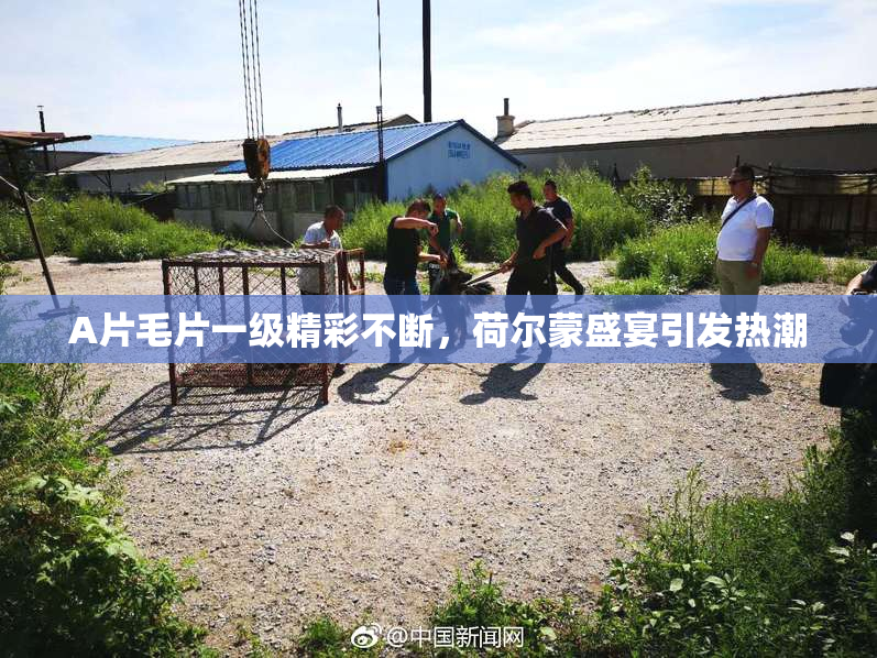 A片毛片一级精彩不断，荷尔蒙盛宴引发热潮