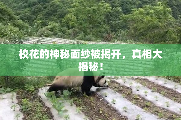 校花的神秘面纱被揭开，真相大揭秘！