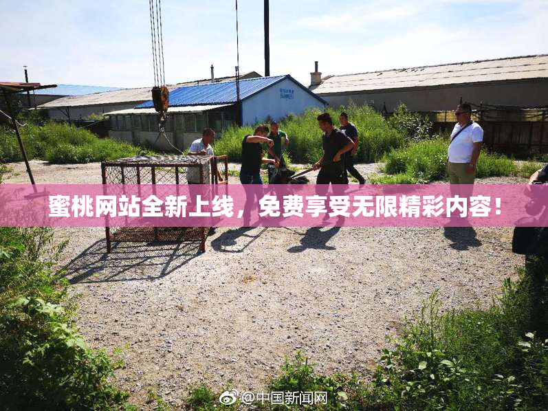 蜜桃网站全新上线，免费享受无限精彩内容！