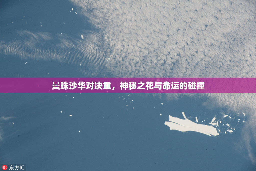 曼珠沙华对决重，神秘之花与命运的碰撞
