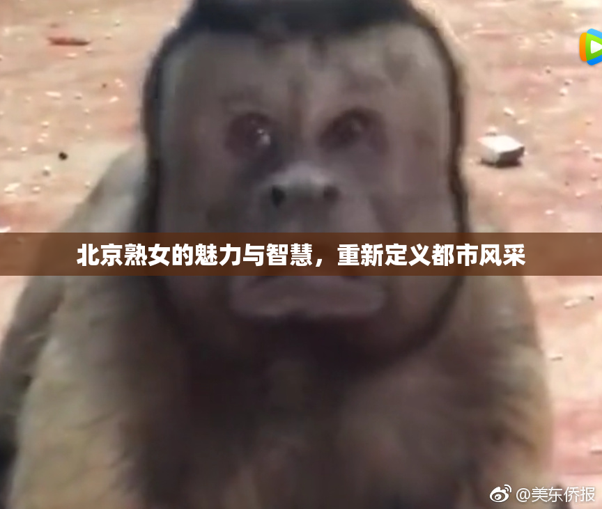 北京熟女的魅力与智慧，重新定义都市风采
