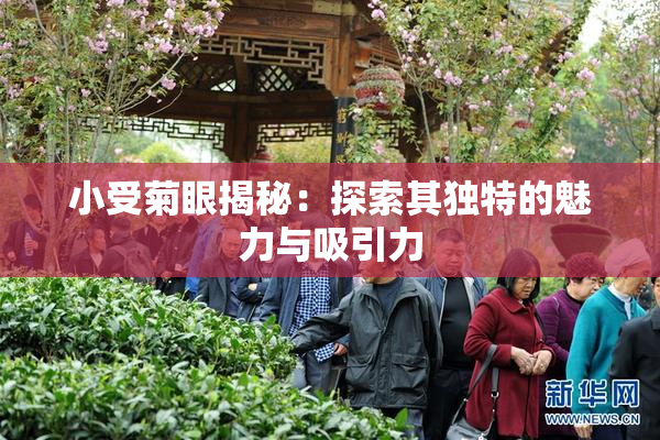 小受菊眼揭秘：探索其独特的魅力与吸引力