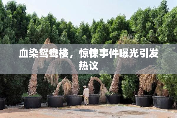血染鸳鸯楼，惊悚事件曝光引发热议