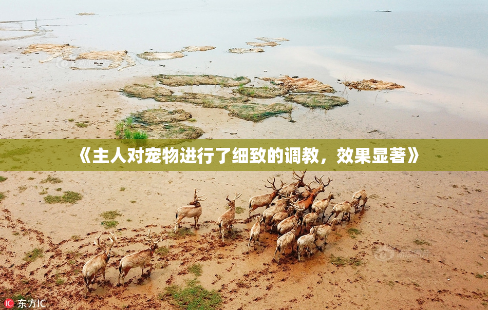 《主人对宠物进行了细致的调教，效果显著》