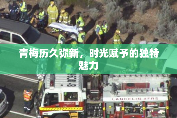 青梅历久弥新，时光赋予的独特魅力