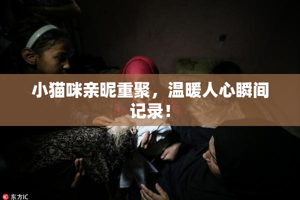 小猫咪亲昵重聚，温暖人心瞬间记录！