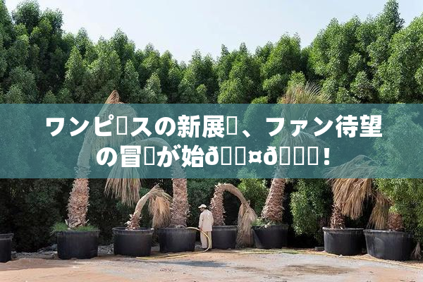 ワンピースの新展開、ファン待望の冒険が始🖤🌃！
