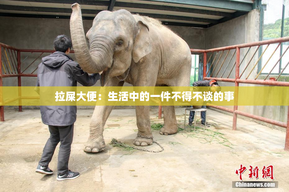 拉屎大便：生活中的一件不得不谈的事