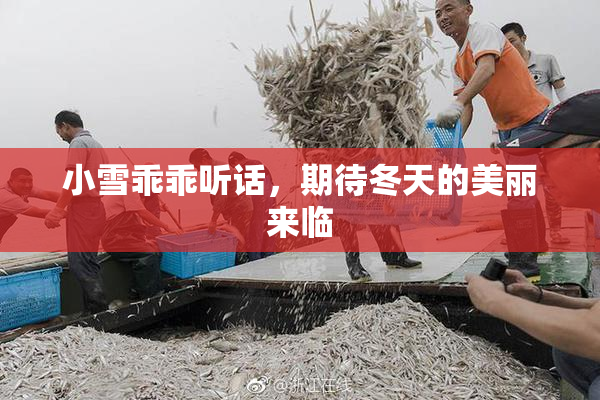 小雪乖乖听话，期待冬天的美丽来临