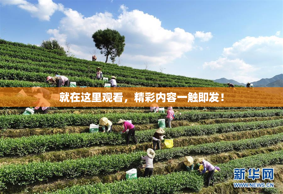 就在这里观看，精彩内容一触即发！