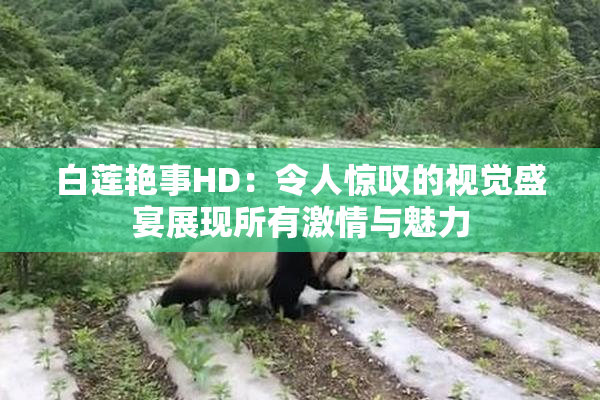 白莲艳事HD：令人惊叹的视觉盛宴展现所有激情与魅力