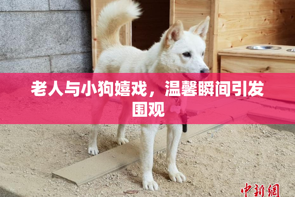 老人与小狗嬉戏，温馨瞬间引发围观