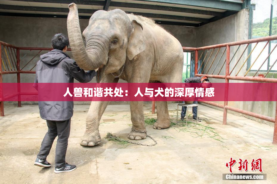 人兽和谐共处：人与犬的深厚情感