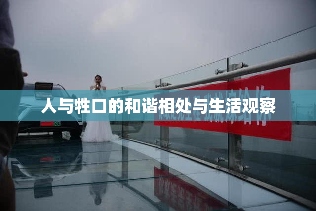 人与牲口的和谐相处与生活观察