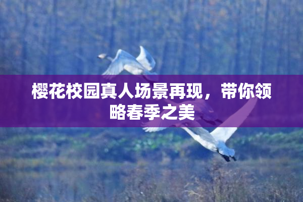 樱花校园真人场景再现，带你领略春季之美