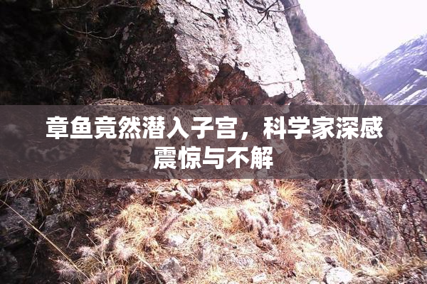 章鱼竟然潜入子宫，科学家深感震惊与不解