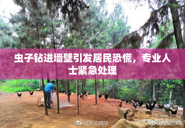虫子钻进墙壁引发居民恐慌，专业人士紧急处理