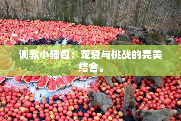 调教小骚包：宠爱与挑战的完美结合。