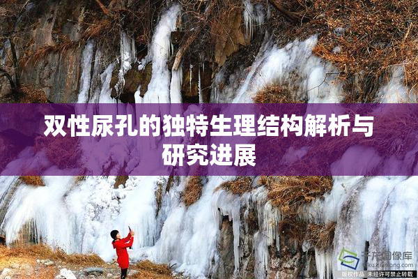 双性尿孔的独特生理结构解析与研究进展