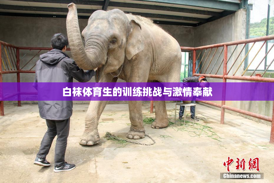 白袜体育生的训练挑战与激情奉献