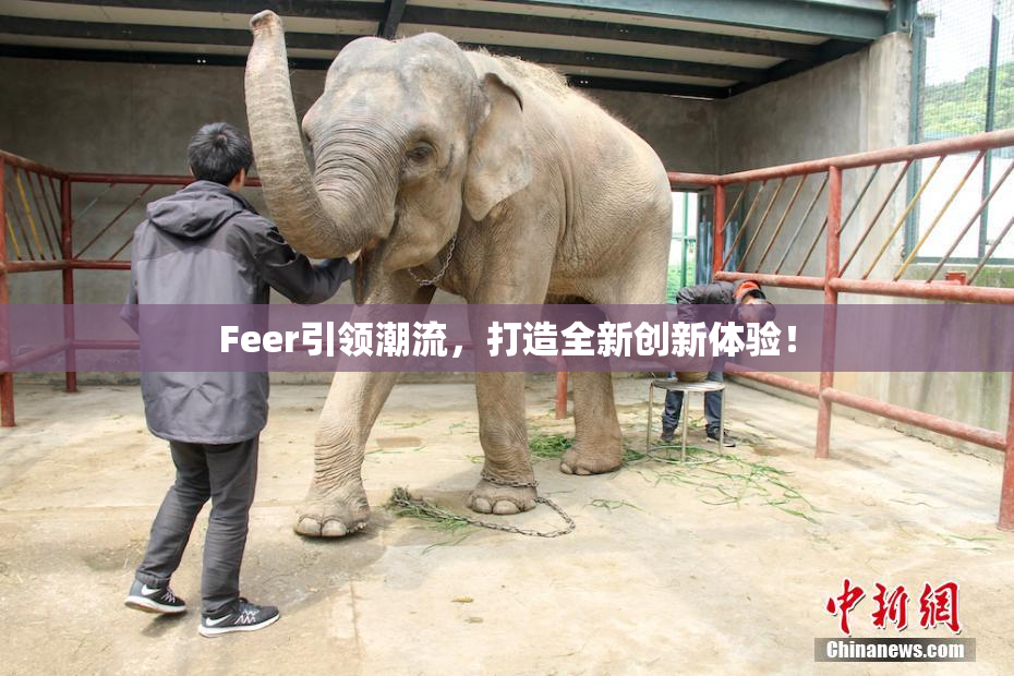 Feer引领潮流，打造全新创新体验！